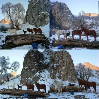 winter alpine valley at frosty early dawn, 4 horses standing on patchy snow-covered pasture ground, one pale white horse, one little dark foal, two chestnut brown horses, thick huge fallen log laid horizontally on foreground, blue plastic bucket on the ground, steep rugged rocky cliff dotted with thin leftover snow in background, frost-covered leafless old elms on snowy hillside, distant mountain peak brushed with warm golden sunrise rim light, pale clear light blue sky, cold muted blue-toned palette, realistic documentary film photography, soft natural side sunlight, tranquil quiet wild pasture atmosphere, shot on kodak portra 400, high detail, natural texture,