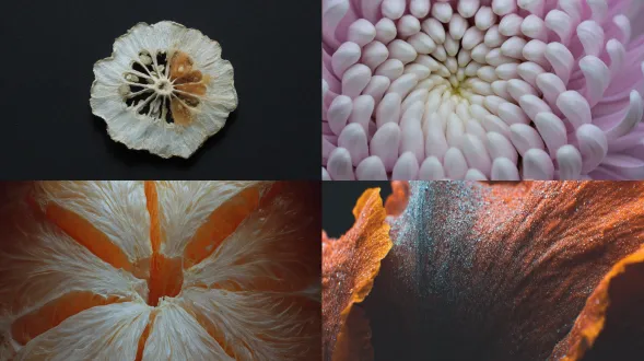 一朵花的切片。