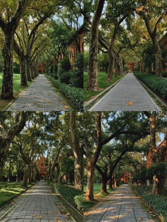 全景:中国大学校园内林荫步道，两侧高大法国梧桐树冠交错形成天然拱廊，树龄约30年树干粗壮树皮斑驳有纵裂纹。地面铺设浅灰色透水砖，砖缝间有青苔痕迹，路面散落几片枯黄落叶。步道宽约4米，蜿蜒延伸约50米至远处红色砖墙教学楼。右侧是修剪整齐的冬青灌木带，左侧是开阔草坪，草色翠绿有自然起伏。阳光从树叶间隙洒下形成斑驳光斑，整体呈暖金色调。天空湛蓝有薄云。空气中有细微的丁达尔光效。整体色调温暖柔光，标准焦距一点透视无畸变；无人物无动物无多余杂物