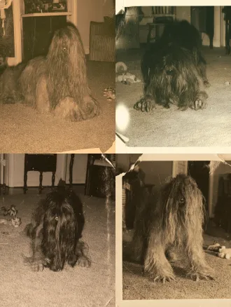 creature crawling on all fours across a living room carpet, long matted hair covering entire face, only a single eye visible through strands, fingers too long with extra knuckles, child's toy scattered nearby, overexposed flash, yellowed sepia, dust and scratches, curled photo corner, 1970s polaroid aesthetic, unsettling domestic scene, just wrong