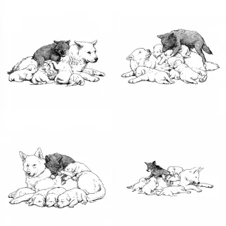 黑白钢笔线描插画，纯白背景，4:3横版构图。一只蒙古牧羊犬母狗（伊勒）侧躺在地上喂奶，体态安详放松。三两只小狗崽分散在母狗腹部周围吃奶，彼此间距明显、不扎堆。一只野性勃发的小狼崽蛮劲十足，用头部和肩膀连拱带顶把旁边几只小狗崽挑翻在地，然后挤到母狗伊勒身上趴着仰头喝奶。画面中有一只小狗崽正和小狼崽扭打在一起，四肢纠缠翻滚。小狼崽形象：竖立尖耳、额头宽、眼神锐利倔强、身材敦实粗壮，用细密钢笔交叉排线素描风格画毛发质感（参考书封黑金典藏版钢笔插画风格）。母狗和其他小狗崽只用简洁干净的轮廓线勾勒，排线极少。所有动物轮廓完整清晰、彼此之间留有空白间距、互不重叠遮挡，适合裁切成立体书弹出机关零件。整体线条简洁不繁复，纯黑白单色，有背景景物，无文字，无水印。