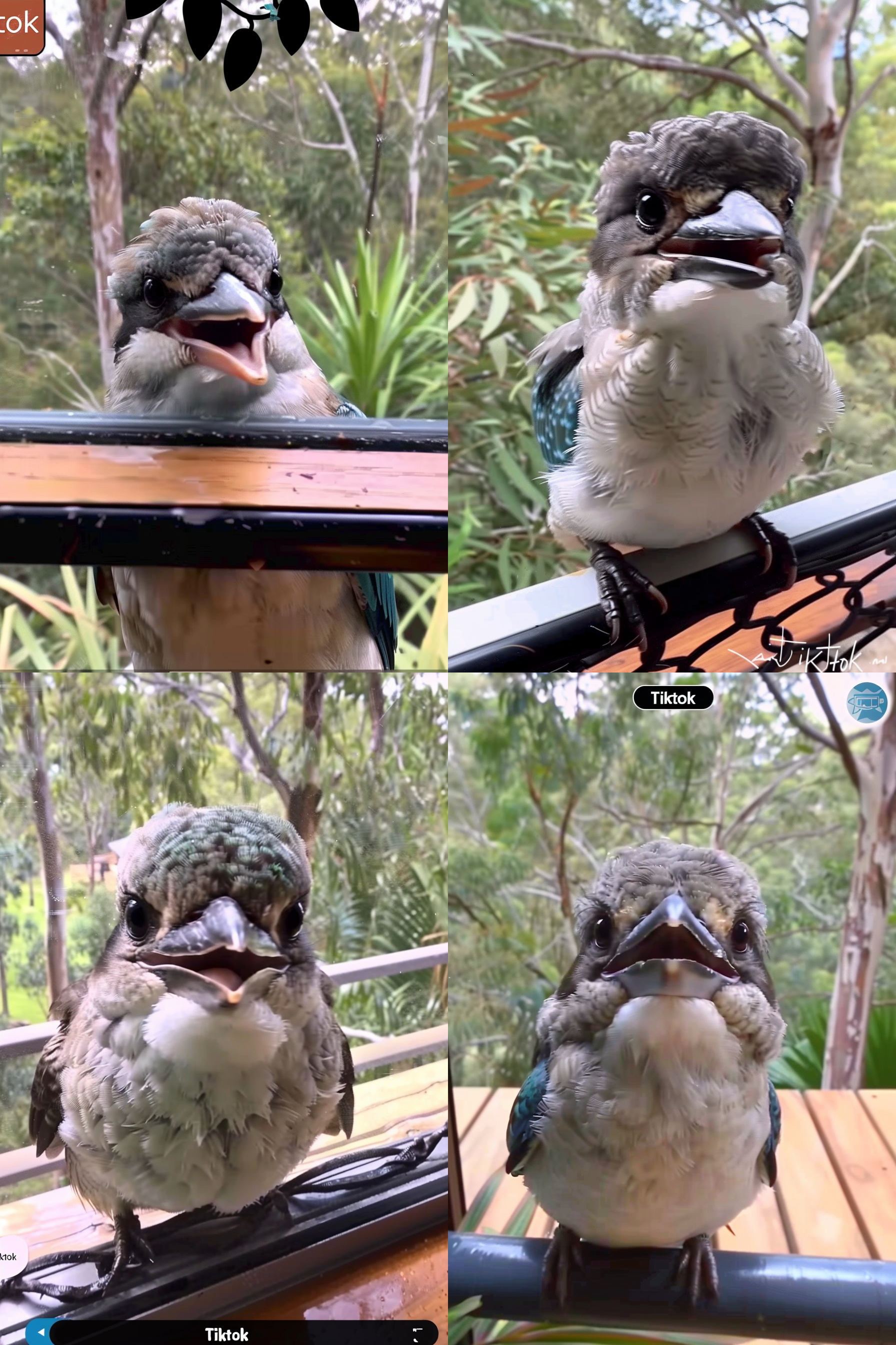 笑嘻嘻的笑翠鸟坐在澳大利亚家中窗台，目不转睛地盯着镜头，张大嘴巴露出锋利的牙齿。前方的阳台栏杆上有黑色装饰。背景是郁郁葱葱的森林。以"抖音"风格拍摄的截图，使用手机相机。, 笑翠鸟，窗户，澳大利亚家庭，tik땅风格，手机相机，笑容，绿色森林，唇齿间露齿笑。 森林 环境光