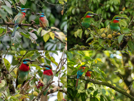 两只蓝喉蜂虎鸟。蓝喉蜂虎的羽毛颜色鲜艳，从上到后呈栗红色，喉咙蓝色，腹部绿白色，尾羽细长，尖端细长。它们栖息在绿叶和黄色果实的树枝上。右边的蓝喉蜂虎喙里叼着一只昆虫，正在与左边的鸟互动。这可能是一种摄食行为。这张照片显示了他们之间的密切关系，背景柔和。绿色， 营造温暖自然的氛围，超高清，16k质量，富士彩色c200.