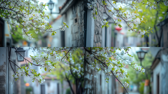 梅花盛开在伸展的树枝上，周围是郁郁葱葱的绿叶，展现出色彩。背景是浅灰色的石墙房屋，上面画着精致的纹理和轮廓。通过光滑的纹理，用柔软而独特的颜色装饰，完美地表达了一件艺术品，舒适而神秘，赋予了它迷人的魅力。路灯下路边的三色玫瑰是白色、浅绿色和粉色，细节非常明显。色彩变化丰富，画面生动，造型独特。我从未见过如此美丽的花，非常美丽，非常真实，真的很漂亮，大面积天空，远景，真实风景拍摄，唯美意境，高清品质