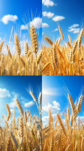 小麦颗粒特写，前景突出，蓝天白云与金黄田野为背景，自然阳光，高饱和度，超高清，纪实风，丰收喜悦，层次感。