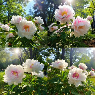 in the summer of jilin, there is an area full of peonies in shense zichun park. the white and pink flowers blooming on them make people feel like they have met a fairy. a large number of green leaves and sunlight shining through the trees onto their petals. this photo was taken with a mobile phone camera using macro mode to capture details and colors. it's a beautiful scene that makes one want to stay and admire the flowers for a long time. the painting style is reminiscent of impressionism, focusing on visible light and color.