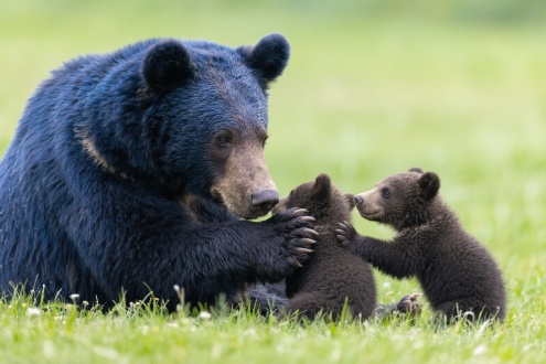 一头蓝熊在草甸上给两个幼崽清理毛发，温馨母爱